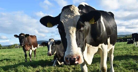 Biologische kaas beginnerspakket Biologische kaas beginnerspakket